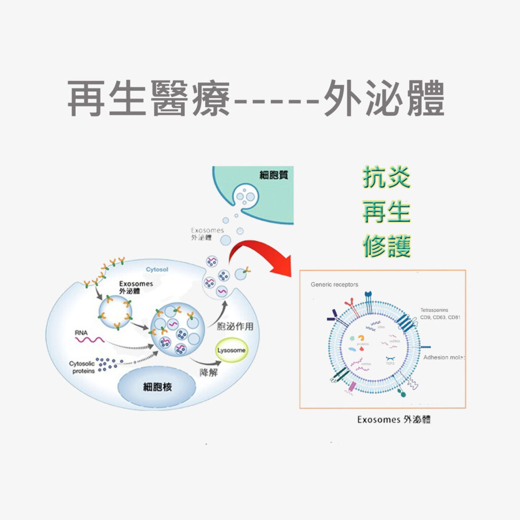 再生醫療—-外泌體